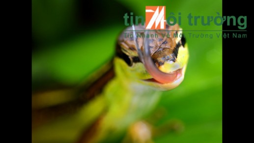Cận cảnh sinh vật đuôi dài bị thảm sát 04
