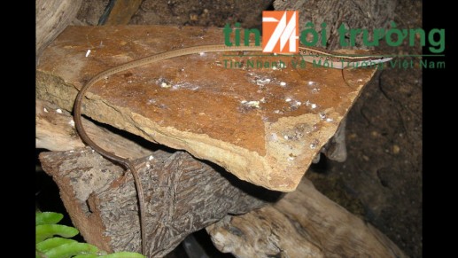 Cận cảnh sinh vật đuôi dài bị thảm sát 05