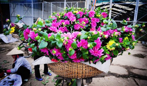 Những chiếc xe đạp chở hoa trên phố 13