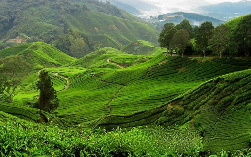Những bức ảnh cuốn hút du khách khi đến Malaysia 3
