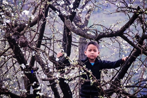 Mùa hoa nở rực rỡ trên miền đá Hà Giang 4