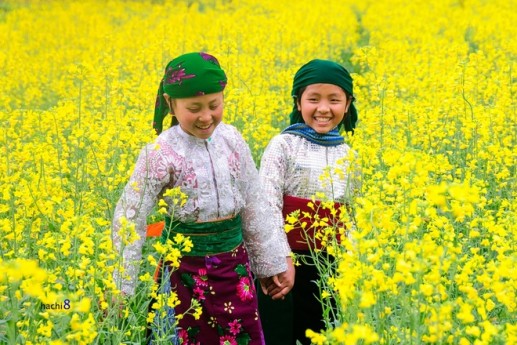 Mùa hoa nở rực rỡ trên miền đá Hà Giang 5