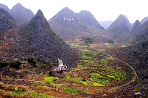 Mùa hoa nở rực rỡ trên miền đá Hà Giang 7