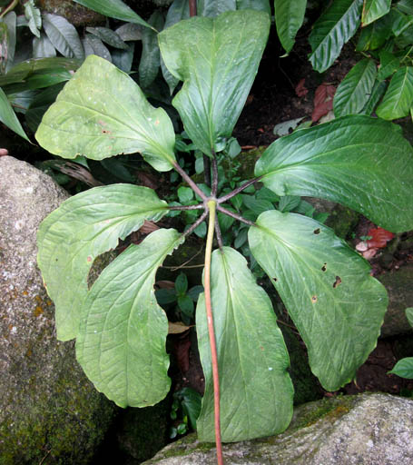 Dị[-]thảo[-]quý[-]như[-]vàng[-]chưa[-]từng[-]biết[-]đến[-]ở[-]Hoàng[-]Liên