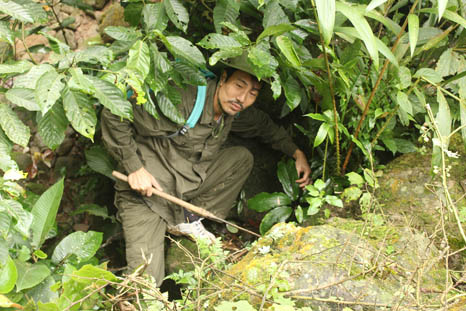 Dị[-]thảo[-]quý[-]như[-]vàng[-]chưa[-]từng[-]biết[-]đến[-]ở[-]Hoàng[-]Liên