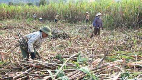 [-]Hiệp[-]hội[-]mía[-]đường[-]"phản[-]pháo"[-]ý[-]kiến[-]của[-]Thứ[-]trưởng[-]Bộ[-]Công[-]Thương
