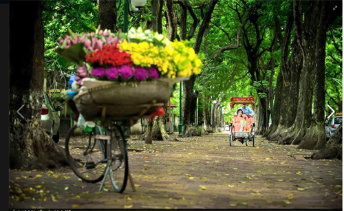 "Những[-]con[-]đường[-]bị[-]chặt[-]cây[-]xanh[-]thành[-]đường…[-]khỏa[-]thân"