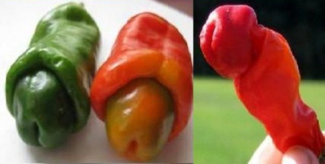 Ớt[-]Peter[-]được[-]tạp[-]chí[-]Organic[-]Gardening[-]bình[-]chọn[-]là[-]
