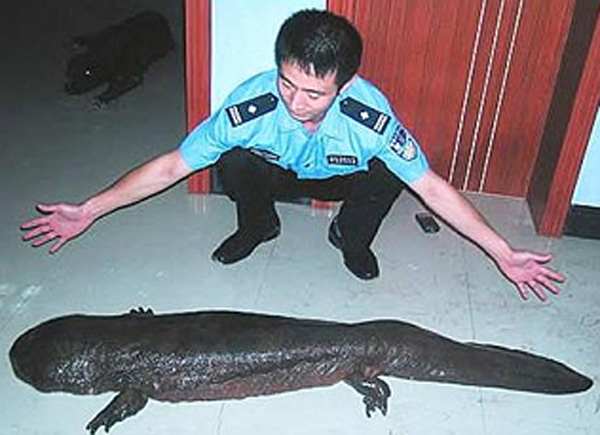 [-]Quái[-]vật[-]xuất[-]hiện[-]ở[-]Vĩnh[-]Phúc[-]gây[-]xôn[-]xao[-]