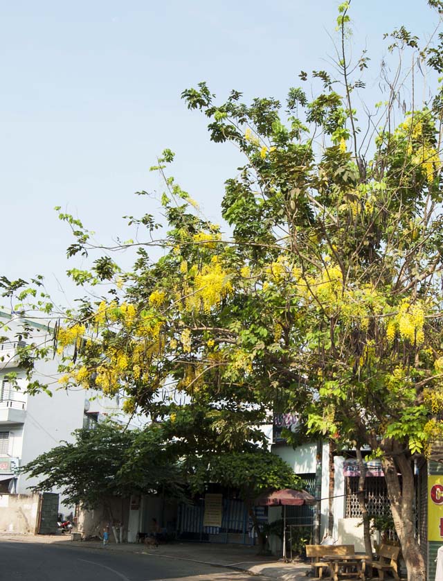 [-]Sài[-]Gòn[-]mùa[-]hoa[-]bò[-]cạp[-]vàng