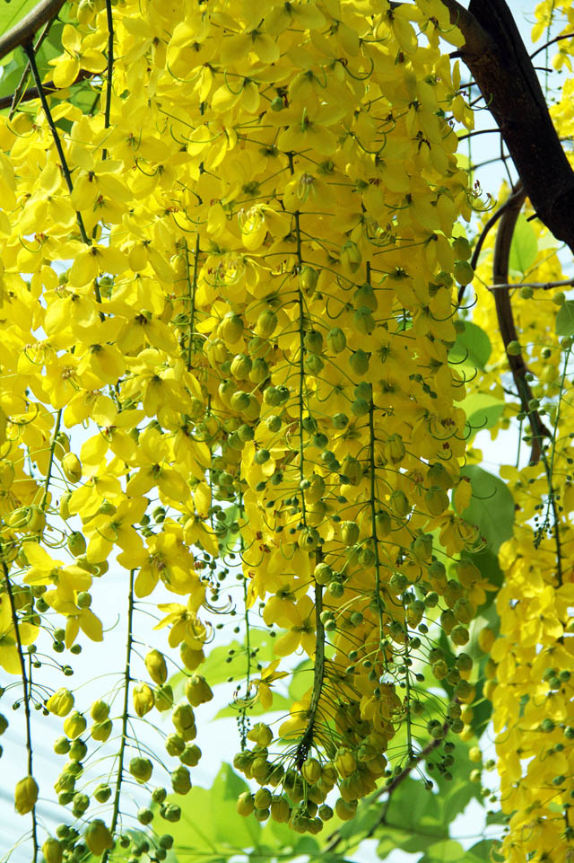 [-]Sài[-]Gòn[-]mùa[-]hoa[-]bò[-]cạp[-]vàng