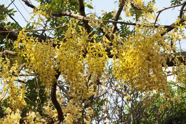 [-]Sài[-]Gòn[-]mùa[-]hoa[-]bò[-]cạp[-]vàng