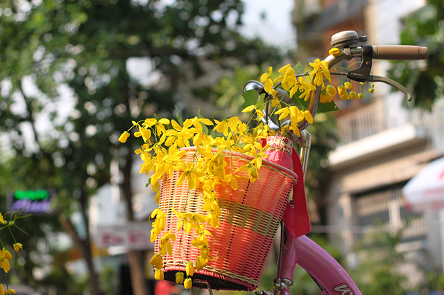 [-]Sài[-]Gòn[-]mùa[-]hoa[-]bò[-]cạp[-]vàng