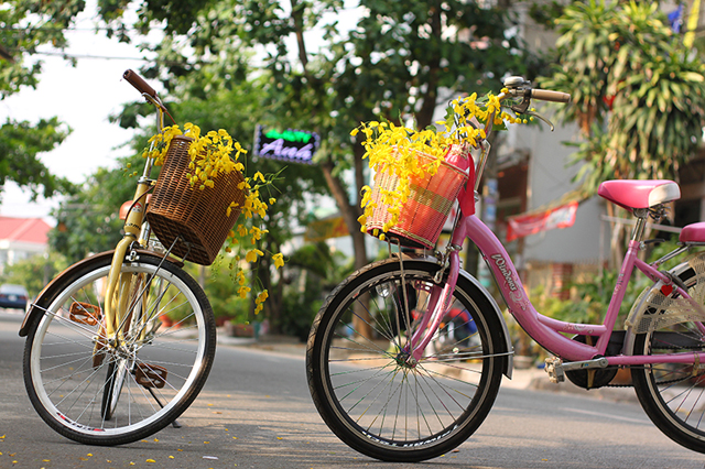 [-]Sài[-]Gòn[-]mùa[-]hoa[-]bò[-]cạp[-]vàng