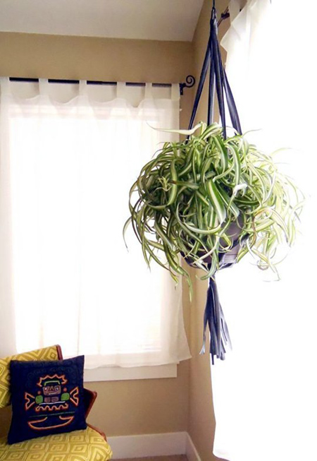 Lựa[-]chọn[-]bình[-]cây[-]treo[-]đem[-]lại[-]màu[-]xanh[-]cho[-]nhà