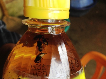 Phát[-]hiện[-]chai[-]nước[-]giải[-]khát[-]nhãn[-]C2[-]có...[-]5[-]con[-]ruồi