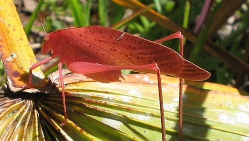 Những[-]loài[-]động[-]vật[-]có[-]màu[-]sắc[-]khác[-]thường