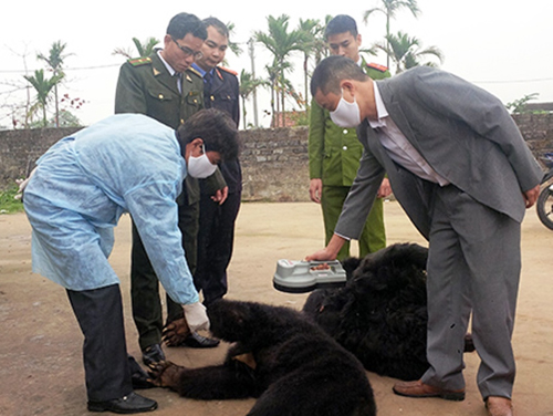 [-]Quảng[-]Ninh:[-]4[-]con[-]gấu[-]chết[-]trong[-]trang[-]trại