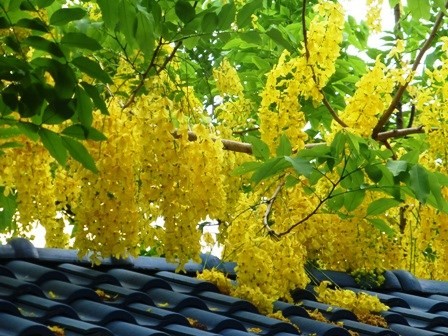 [-]12[-]loài[-]hoa[-]đẹp[-]có[-]chất[-]kịch[-]độc[-]chết[-]người
