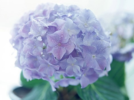 [-]12[-]loài[-]hoa[-]đẹp[-]có[-]chất[-]kịch[-]độc[-]chết[-]người