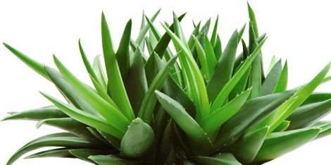 [-]12[-]loài[-]hoa[-]đẹp[-]có[-]chất[-]kịch[-]độc[-]chết[-]người