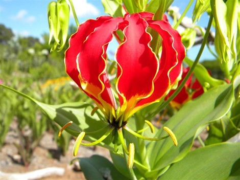 [-]12[-]loài[-]hoa[-]đẹp[-]có[-]chất[-]kịch[-]độc[-]chết[-]người
