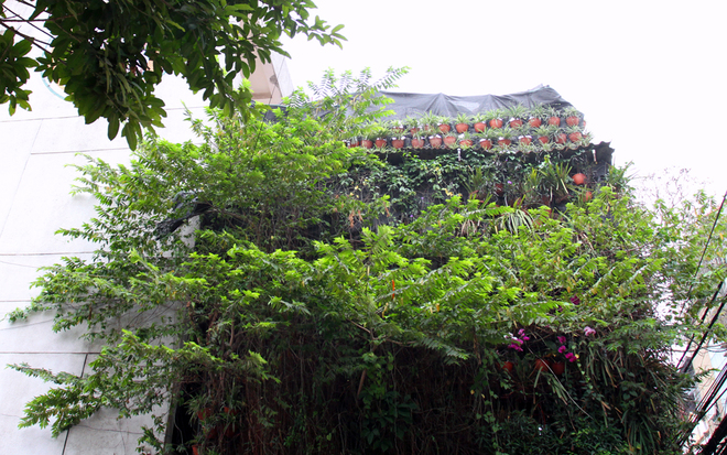 Độc[-]đáo[-]với[-]nhà[-]phủ[-]kín[-]cây[-]xanh[-]cả[-]ba[-]tầng[-]ở[-]Hà[-]Nội