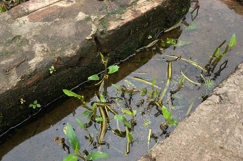 Rau[-]xanh[-]mơn[-]mởn[-]trên[-]những[-]nấm[-]mồ[-]giữa[-]Thủ[-]đô