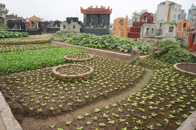 Rau[-]xanh[-]mơn[-]mởn[-]trên[-]những[-]nấm[-]mồ[-]giữa[-]Thủ[-]đô