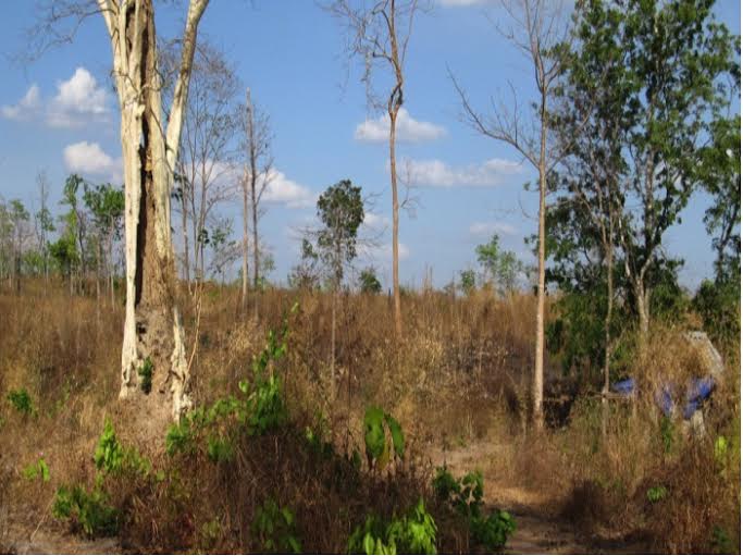 Đẩy[-]mạnh[-]việc[-]thực[-]hiện[-]các[-]biện[-]pháp[-]khẩn[-]cấp[-]bảo[-]tồn[-]voi[-]tại[-]Việt[-]Nam[-]