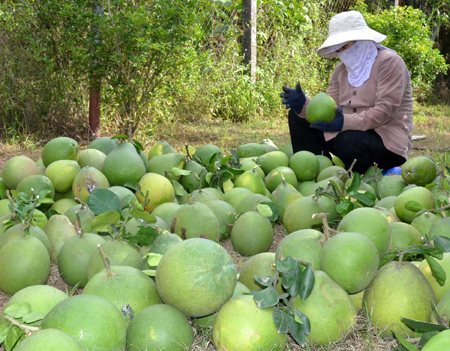 Thu[-]hoạch[-]bưởi[-]ở[-]làng[-]bưởi[-]Tân[-]Triều.