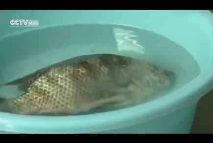 Hóa[-]chất[-]Trung[-]Quốc[-]làm[-]cho[-]cá[-]sắp[-]chết[-]sống[-]lại