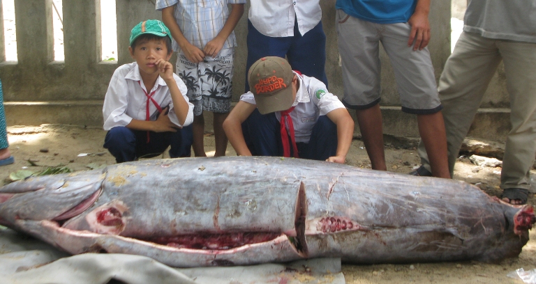 Con[-]cá[-]nặng[-]hơn[-]200kg[-]dạt[-]vào[-]bờ[-]bị[-]ngư[-]dân[-]bắt