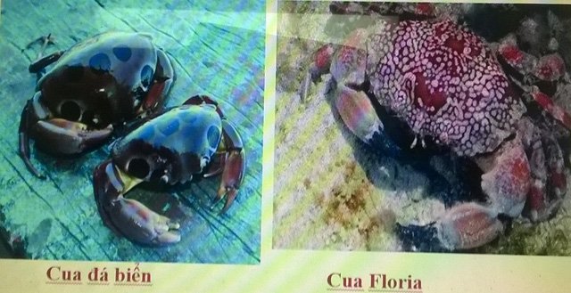 Cua[-]"lạ"[-]ăn[-]vào[-]coi[-]chừng[-]mất[-]mạng