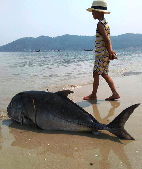 Không[-]có[-]cơ[-]sở[-]cá[-]chết[-]do[-]thủy[-]triều[-]đỏ
