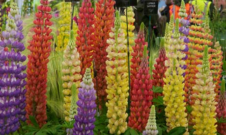 Description:[-]D:\Chelsea-Flower-Show-006.jpg