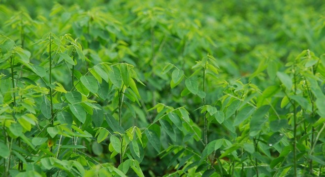 Nên[-]ăn[-]rau[-]ngót[-]đều[-]đặn