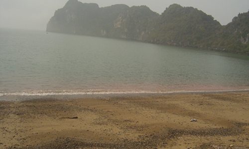 Chuyên[-]gia[-]phản[-]bác[-]nguyên[-]nhân[-]thuỷ[-]triều[-]đỏ[-]làm[-]chết[-]cá