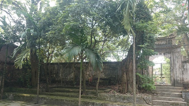 Hà[-]Nội:[-]Người[-]dân[-]thay[-]phiên[-]nhau[-]“canh[-]gác”[-]hai[-]gốc[-]cây[-]sưa[-]có[-]giá[-]tiền[-]tỉ