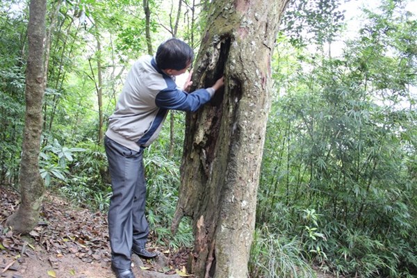 [-]Thực[-]trạng[-]tùng[-]cổ[-]Yên[-]Tử[-]đang[-]chết[-]dần:[-]“Người[-]ta[-]không[-]coi[-]cây[-]cối[-]là[-]một[-]phần[-]quan[-]trọng[-]của[-]di[-]tích”