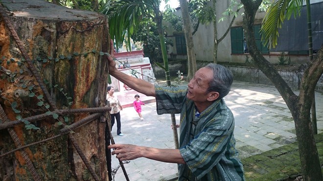 Hà[-]Nội:[-]Người[-]dân[-]thay[-]phiên[-]nhau[-]“canh[-]gác”[-]hai[-]gốc[-]cây[-]sưa[-]có[-]giá[-]tiền[-]tỉ