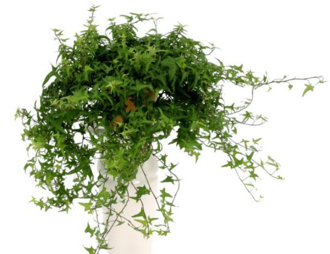 [-]Những[-]loại[-]cây[-]cảnh[-]thanh[-]lọc[-]không[-]khí[-]trong[-]nhà