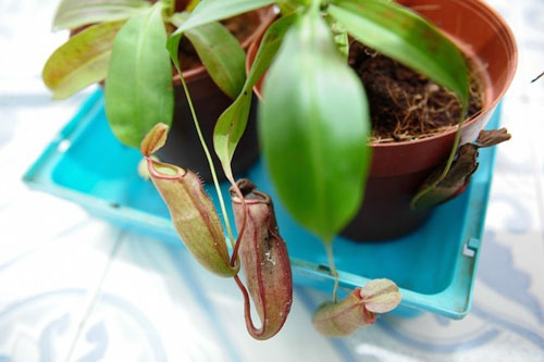 Trồng[-]cây[-]nắp[-]ấm[-]triệt[-]muỗi[-]mùa[-]hè