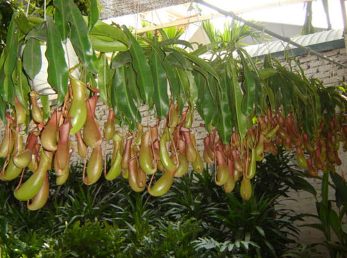 Trồng[-]cây[-]nắp[-]ấm[-]triệt[-]muỗi[-]mùa[-]hè