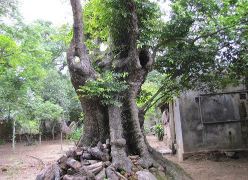 [-]Công[-]nhận[-]hai[-]cây[-]thị[-]trên[-]600[-]năm[-]tuổi[-]là[-]cây[-]di[-]sản[-]Việt[-]Nam