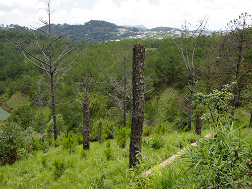 Cần[-]ngăn[-]chặn[-]triệt[-]để[-]tình[-]trạng[-]chặt[-]hạ[-]cây[-]thông[-]tại[-]rừng[-]phòng[-]hộ[-]Nam[-]Ban[-]-Lâm[-]Đồng[-]