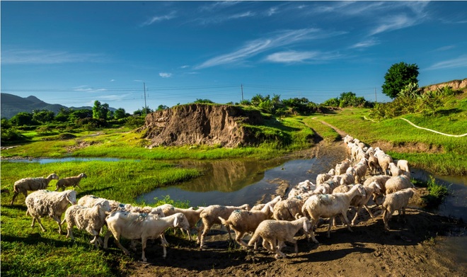 Khám[-]phá[-]cuộc[-]sống[-]của[-]những[-]chú[-]cừu[-]ở[-]Ninh[-]Thuận
