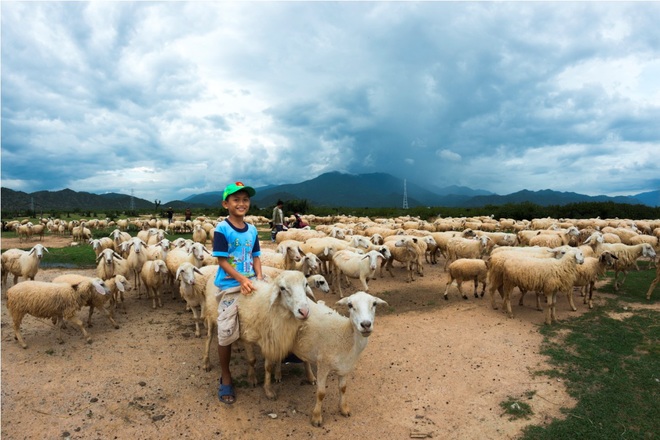 Khám[-]phá[-]cuộc[-]sống[-]của[-]những[-]chú[-]cừu[-]ở[-]Ninh[-]Thuận