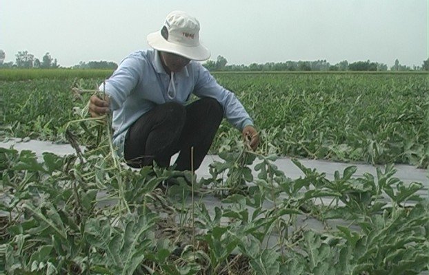 [-]Ba[-]hộ[-]dân[-]bị[-]chặt[-]hơn[-]2.000[-]gốc[-]dưa[-]hấu[-]