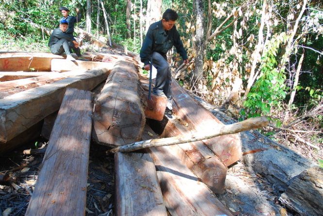 ​Nóng[-]bỏng[-]cuộc[-]chiến[-]giữ[-]rừng[-]ở[-]Sa[-]Thầy
